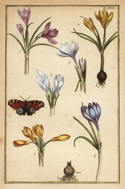 Spring Crocus, Crocus vernus, and European Peacock Butterfly, Aglais io by Daniel Rabel