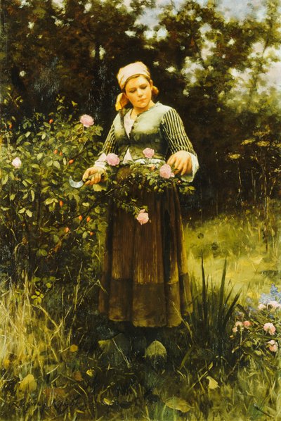 Gathering Roses by Daniel Ridgway Knight