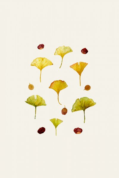 Ginkgo Leaves and Seeds by Danushka Abeygoda