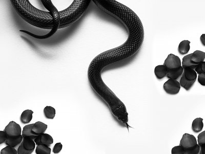Black Snake Roses by David Drake