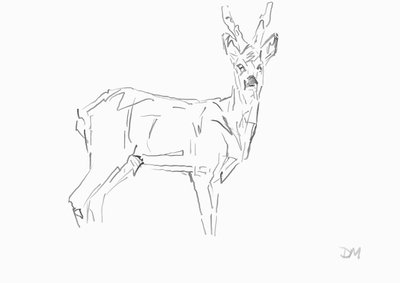 Roe Buck by David Mayer