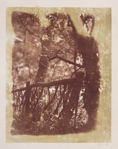Fence and Trees in Colinton Wood by David Octavius Hill