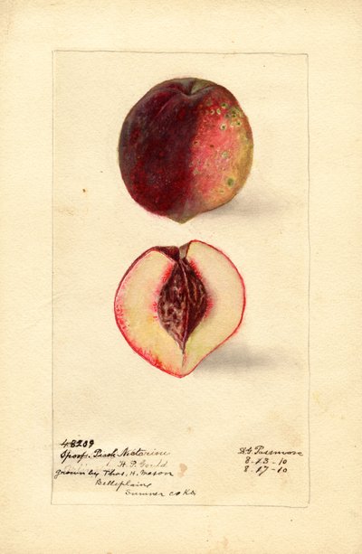 Sport Peach Nectarine by Deborah Griscom Passmore
