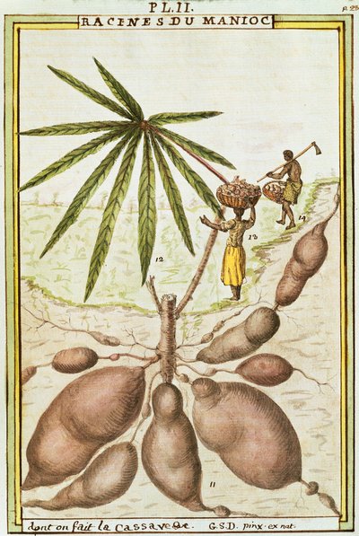 Cassava or manioc roots (Manihot esculenta) used to make cassava bread, watercolour by Delahaye by Delahaye Delahaye