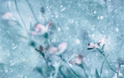 Dreamy Blue Flowers by Delphine Devos