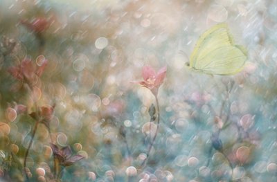 Dreamy Butterfly Garden by Delphine Devos