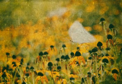 Dreamy Butterfly Meadow by Delphine Devos