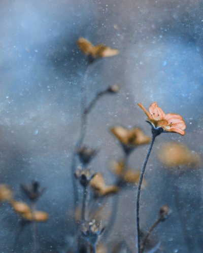 Dreamy Orange Blooms by Delphine Devos