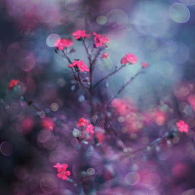 Dreamy Pink Blooms by Delphine Devos