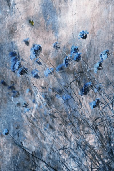 Faded Blue Blooms by Delphine Devos