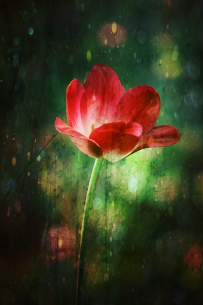 Glowing Red Tulip by Delphine Devos