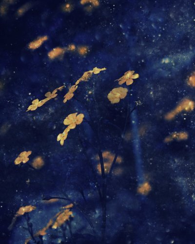 Golden Blossoms Night Sky by Delphine Devos