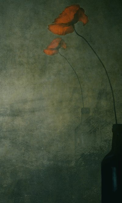 Moody Red Poppies by Delphine Devos