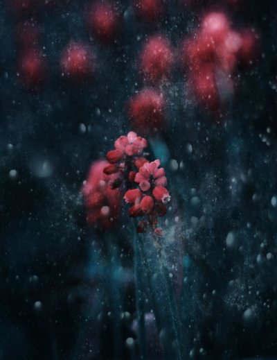 Sparkling Dark Bloom by Delphine Devos