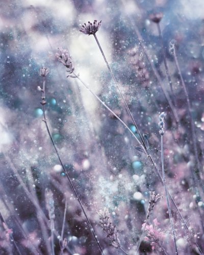 Sparkling Lavender Hues by Delphine Devos
