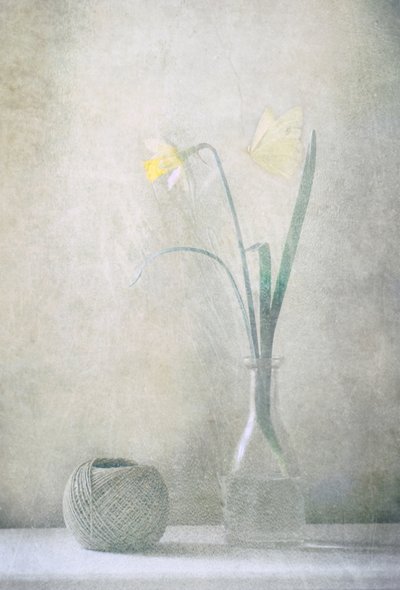 Spring Daffodil Butterfly by Delphine Devos