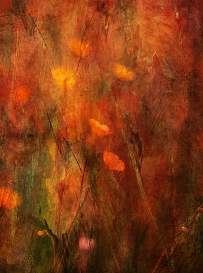 Textured Poppy Field by Delphine Devos