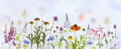 Dreamy Colorful Garden by Denis O Reilly