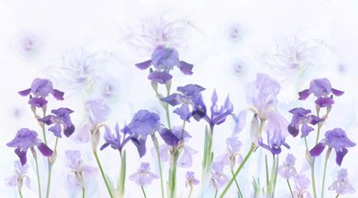 Dreamy Lavender Irises by Denis O Reilly