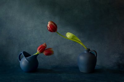 Elegant Tulip Still Life by Dennis Zhang