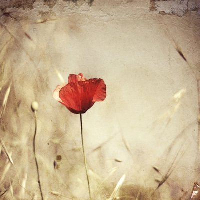 Vintage Red Poppy by Desislava Ignatova