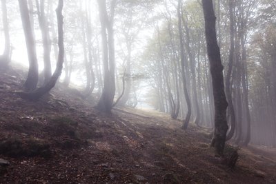 Road to Roncesvalles, 2016 by Diego Beyro