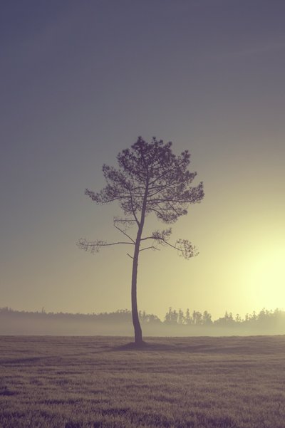Tree on the Road, 2016 by Diego Beyro