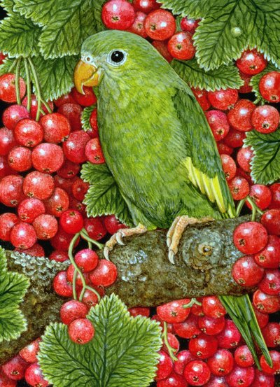Redcurrant-Parakeet by Ditz