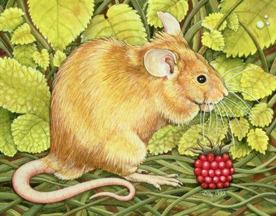 The Raspberry-Mouse by Ditz
