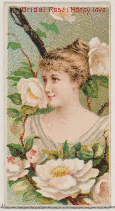 Bridal Rose: Happy Love, from the series Floral Beauties and Language of Flowers by Donaldson Brothers