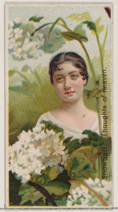 Snowball: Thoughts of Heaven, from the series Floral Beauties and Language of Flowers by Donaldson Brothers