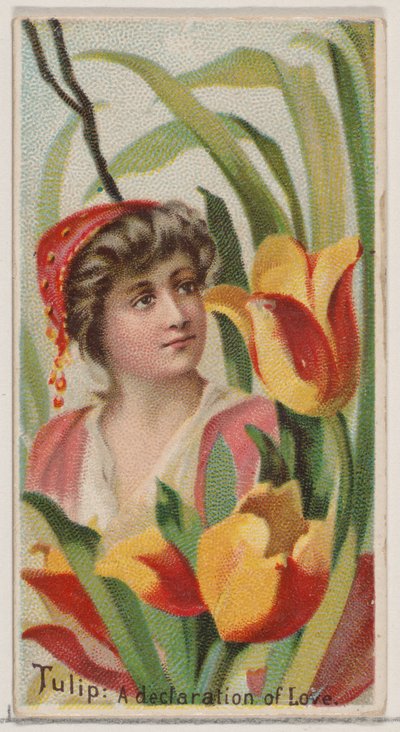 Tulip: A Declaration of Love, from the series Floral Beauties and Language of Flowers N75, 1892 by Donaldson Brothers