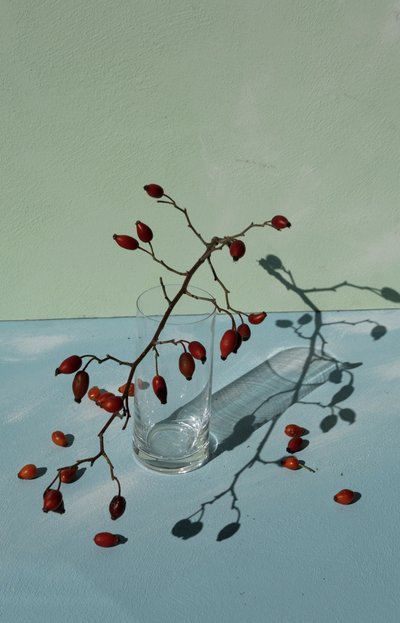 Rose Hips Still Life by Donatella Basso