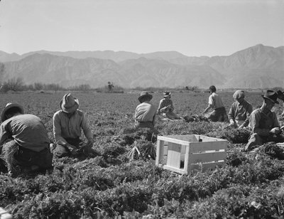Carrot pullers from Texas, Oklahoma, Missouri, Arkansas and Mexico, California by Dorothea Lange