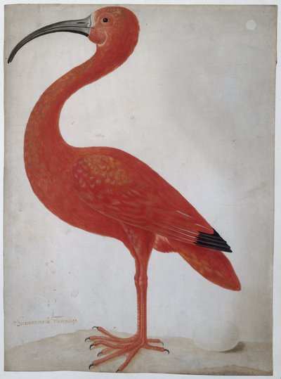 Scarlet Ibis with an Egg by Dorothea Maria Henrietta (attr.to) Graff