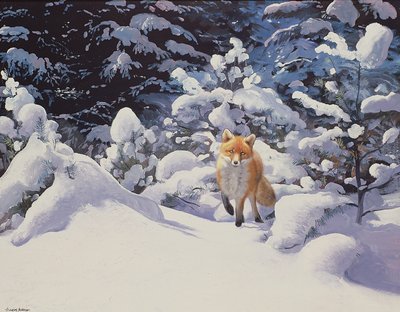 Fox in Deep Snow with Fir Trees by Douglas Anderson