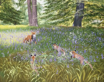Foxes in Bluebells by Douglas Anderson