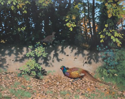 Pheasant Dusting in Autumn Sun by Douglas Anderson