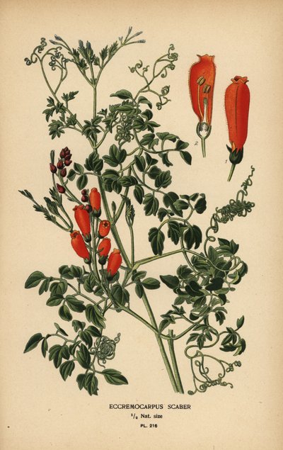 Chilean glory-flower, Eccremocarpus scaber by Désiré Georges Jean Marie Bois
