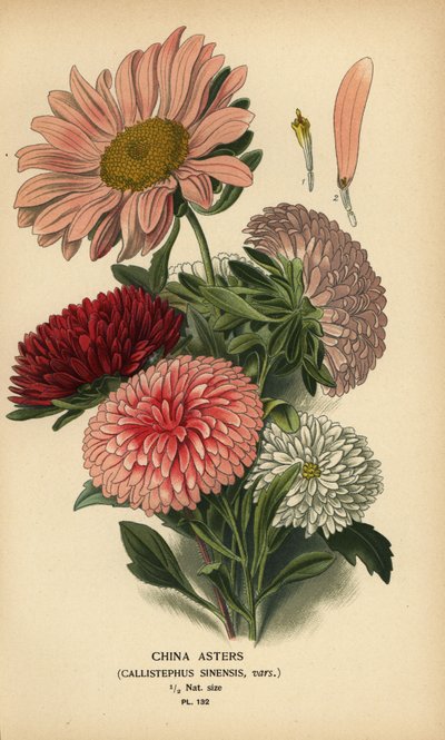 China Aster Varieties, Callistephus x sinensis by Désiré Georges Jean Marie Bois