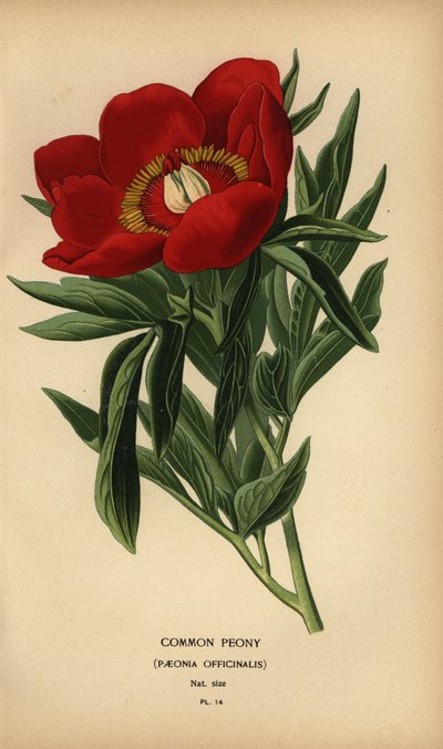 Common peony, Paeonia officinalis by Désiré Georges Jean Marie Bois