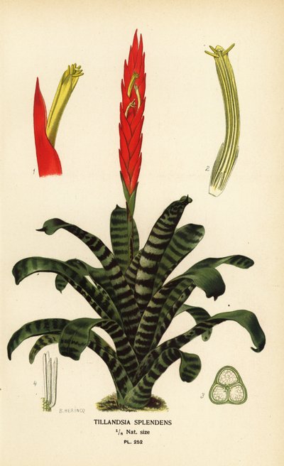 Flaming sword, Vriesea splendens (Tillandsia splendens). Chromolithograph from an illustration by B. Herincq from Edward Step’s Favourite Flowers of Garden and Greenhouse, Frederick Warne, London by Désiré Georges Jean Marie Bois