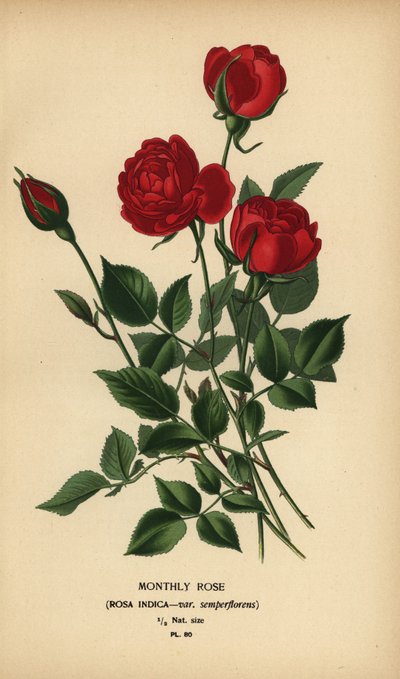 Monthly rose, Rosa chinensis var. semperflorens by Désiré Georges Jean Marie Bois