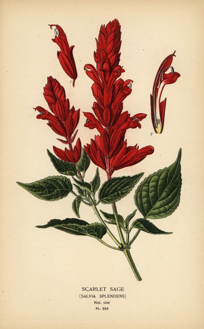 Scarlet Sage, Salvia splendens. Chromolithograph from an Illustration by Desire Bois from Edward Step’s Favourite Flowers of Garden and Greenhouse, Frederick Warne, London by Désiré Georges Jean Marie Bois