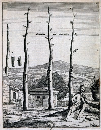 Fruit trees, from De Nederlandze Hesperides by Jan Commelin, published 1676 by Dutch School