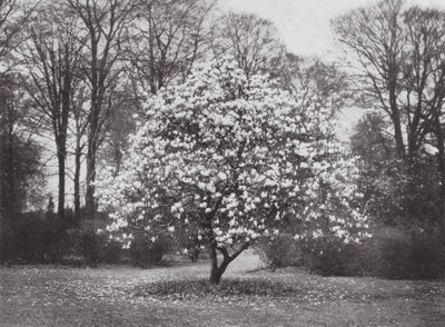 Kew Gardens, c.1900 by E. J. Wallis