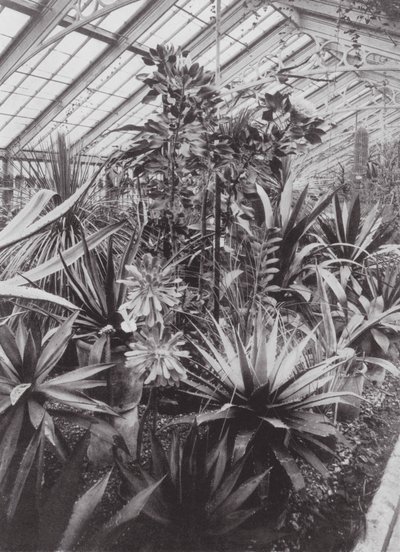 Kew Gardens, c.1900 by E. J. Wallis
