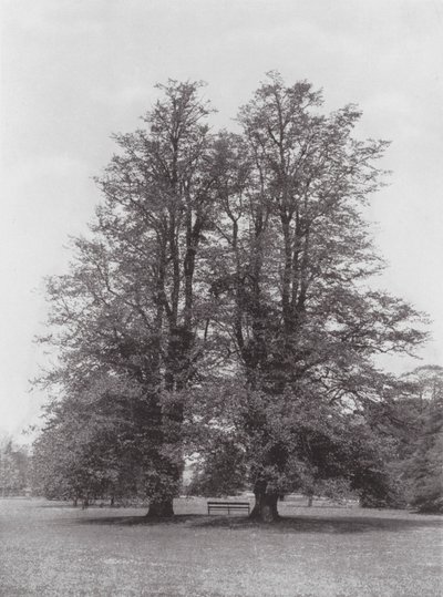 Kew Gardens by E. J. Wallis