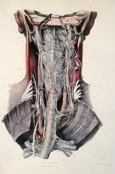Cross-section of the Neck, Plate from 