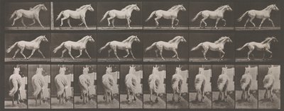 Animal Locomotion. An Electro-Photographic Investigation of Consecutive Phases of Animal Movement by Eadweard Muybridge